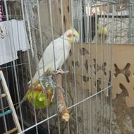 عروس هلندی نر