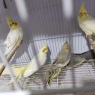 جوجه عروس هلندی