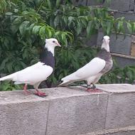 کبوتر همه رقم