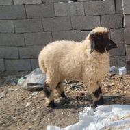 فروشی گوسفند جفتی