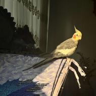 عروس هلندی سخنگو