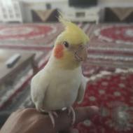عروس هلندی سخنگو نر وماده سالم سالم