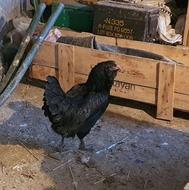 مرغ مرندی و پیلیموت