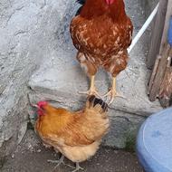 مرغ و خروس محلی
