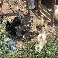 جوجه اردک اسرائیلی ارگانیک