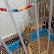 طوطی ،پرنده ماده