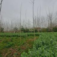 فروش زمین در روستای پهمدان لاهیجان