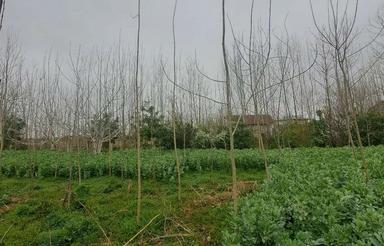فروش زمین در روستای پهمدان لاهیجان