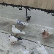 کفتر فروشی سه جفت