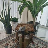 یک عدد گل آپارتمانی هشت ساله دارای بیست برگ