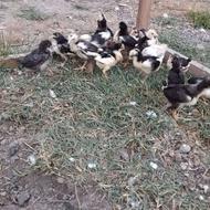 جوجه گلین یک ماهه
