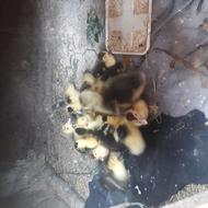 13عدد جوجه اردک اسرائیلی 15روزه