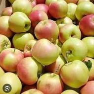 سیب گلاب سیب درختی