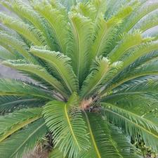 فروشش سیکاس 16ساله