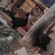 یک جفت جوجه لاری اصل