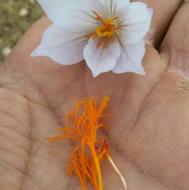 زعفران کوهی