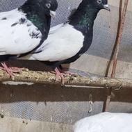 جفت سینه سیاه کاکولی. معاوضه هم دارم