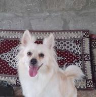 واگذاری اشمیز