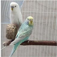 مرغ عشق رنگین کمانی