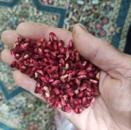 تخم انار ترش و ملس جنگلی