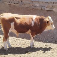 گوساله نر بالای 550