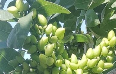 باغ پسته نزدیک قزوین