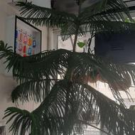 درخت کاج مطبخ / زیبا و استوار