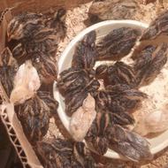 بلدرچین 8 روزه