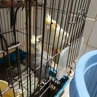 عروس هلندی بالغ