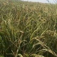 میخوای کشت دومت به سرما نخوره؟؟
