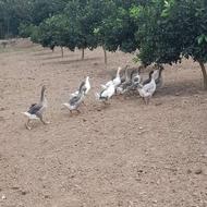 جوجه غاز 4ماه نزدیک گشتن
