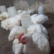 فروش مرغ گوشتی