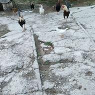 خروس لاری یک ساله واکسن خورده