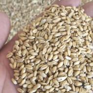 گندم تکتاز فروشی