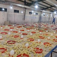 استخدام نیروی ماهر در مرکز پرورش مرغ اجداد