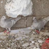 جفت الماسی نرماده