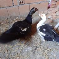 اردگ خارجی بالغ مخصوص تخم گذاری وکشتار