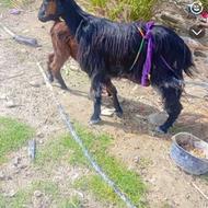 بز شیری سالم پروش پوری