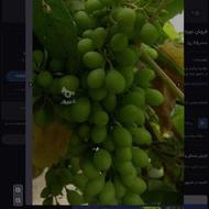 فروش قوره تازه