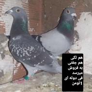 کبوتر مسافتی پلاکی با پلاک عراق