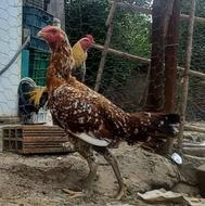 مرغ لاری چیل