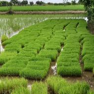 فروش 300 سینی بذرشالی طارم