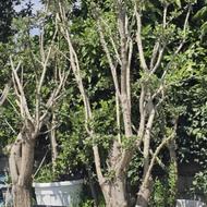 نیازمند نیروی کار در گلخانه
