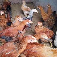 جوجه مرغ امپراطوری دورگه و جوجه مرغ محلی