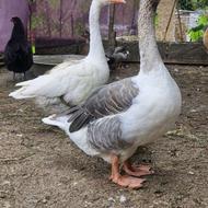 یک جفت غازنروماده یکسالونیم