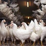 تعدادی مرغ هلندی و محلی