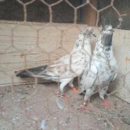 کبوتر پرشی 8ساعتی