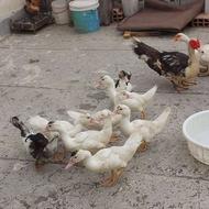 اردک خارجی نیمچه خارجی مرغ محلی