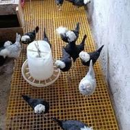فروش مرغ لهستانی