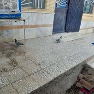 یک کبوتر سبز مسافتی